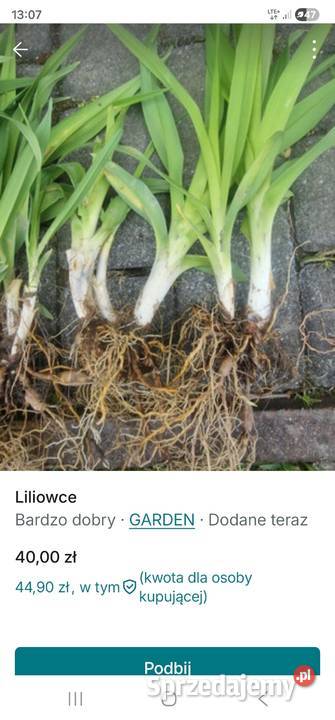 Liliowce miks kolorów 10 sztuk Zabrze