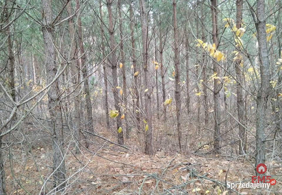 sprzedaży działki 1100m2 JankowoMłodzianowo polna Jankowo-Młodzianowo