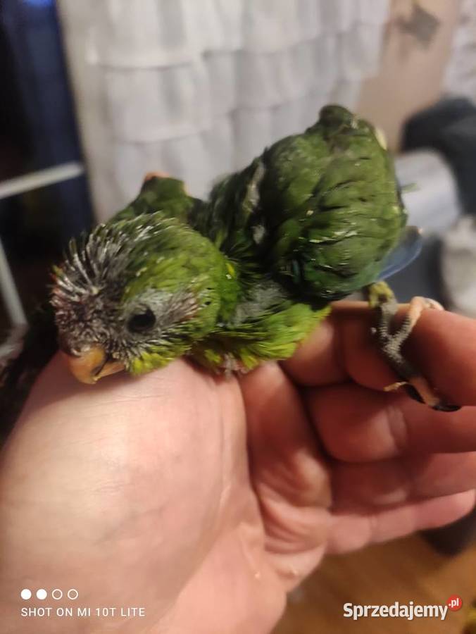 Ręcznie karmione papużki Modrolotki sprzedam Ptaki Zgierz