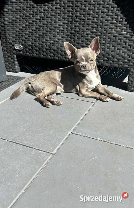 Reproduktor Chihuahua mazowieckie Warszawa
