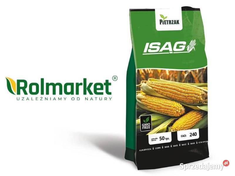 Nasiona kukurydzy na kiszonkę ziarno ISĄG Cieśle