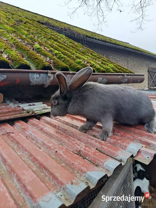 Sprzedam króliki Króliki Gorzkowice