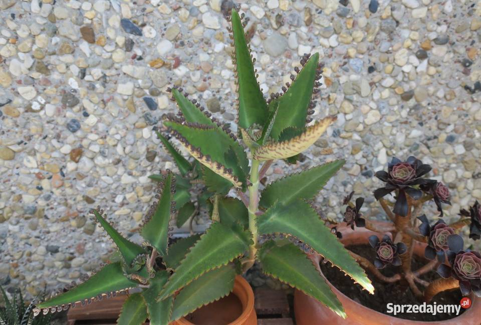 Żyworódka Daigremonta Kalanchoe Daigremonta Pruszków