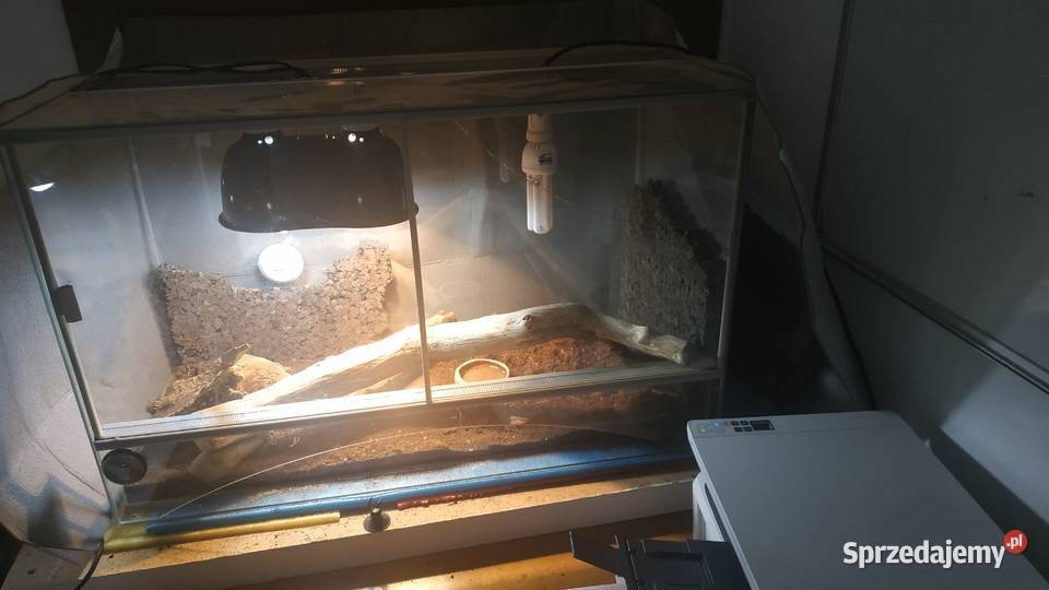 jaszczurka waran kolczastoogonowy terrarium Warszawa