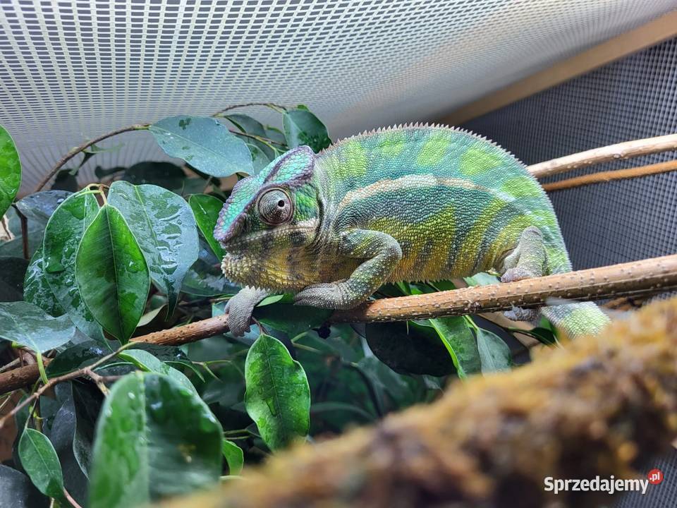 Kameleon lamparci odmiany lokalizacyjnej Sambava Kozy sprzedam
