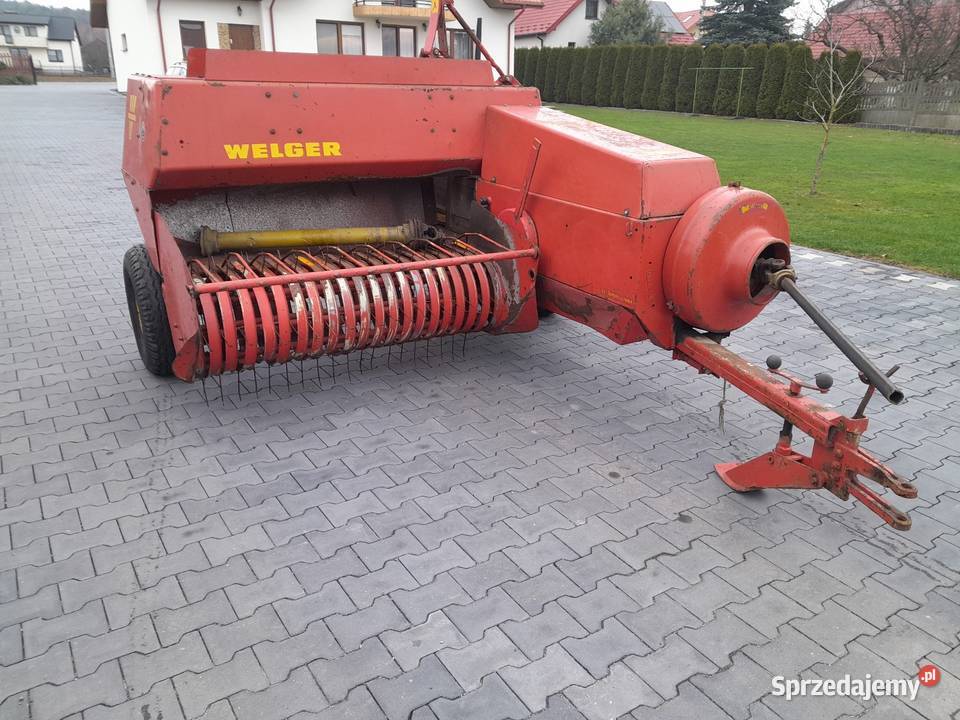 Sprzedam prase welger ap 52 sprowadzona świętokrzyskie Lechów