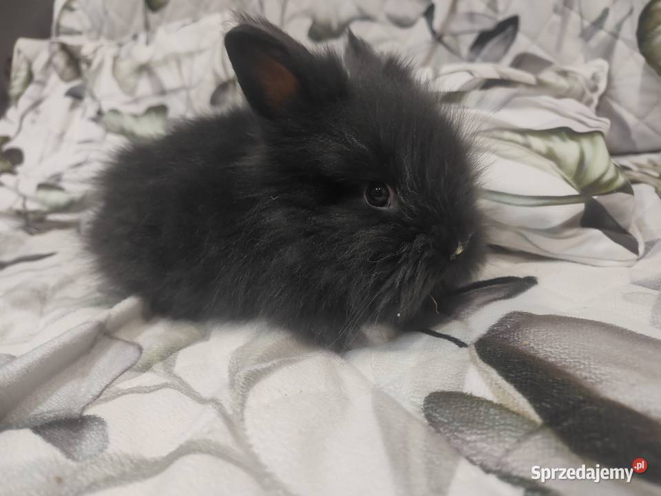 Królik miniaturka baranek lewek samiczka samiec