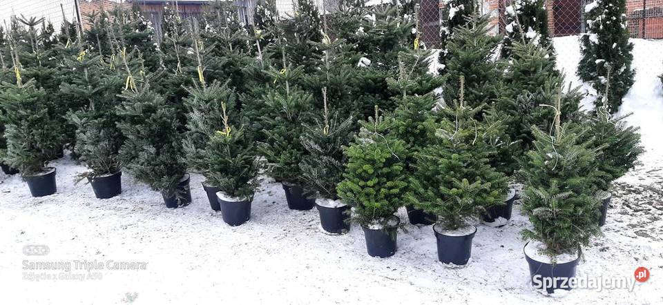 Choinki dowóz Producent Pozostałe