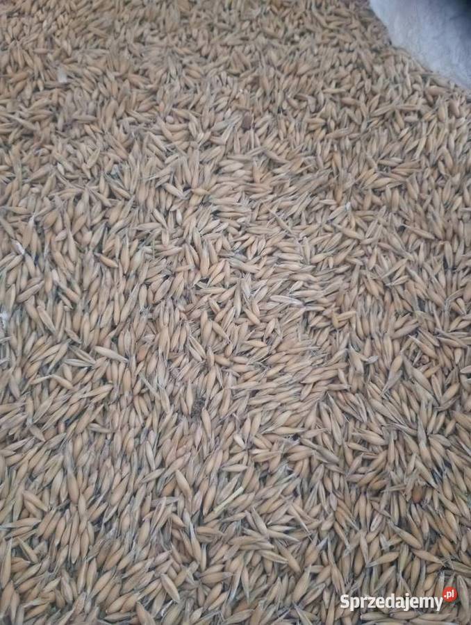 Owies zbiór 2025 świętokrzyskie Trzebica sprzedam