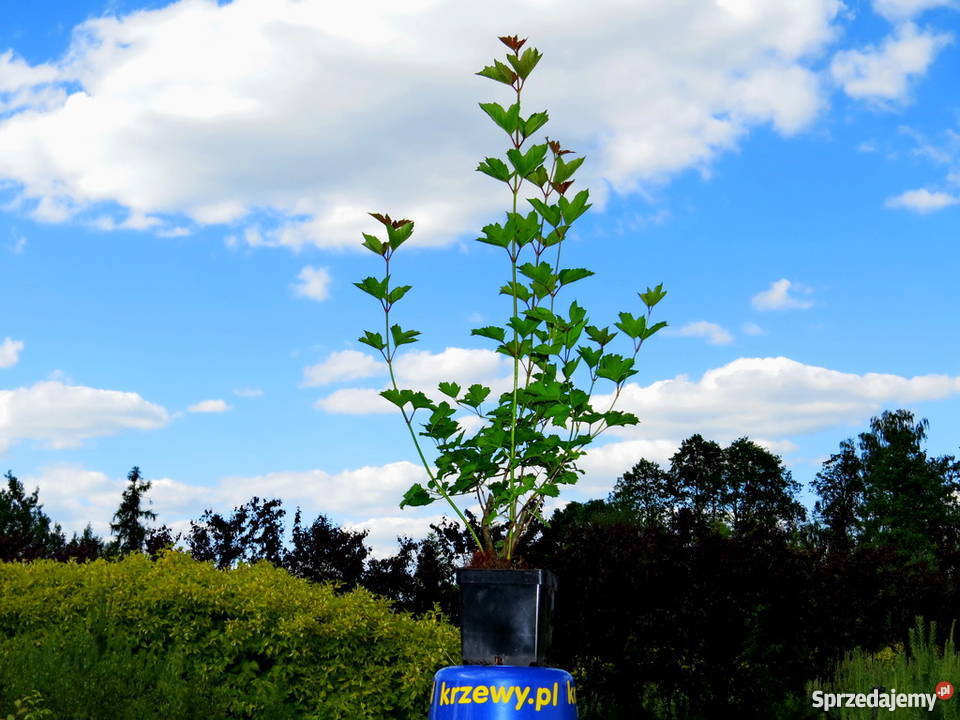 Kalina koralowa miododajna kwitnąca Miododajny lubelskie Wisznice