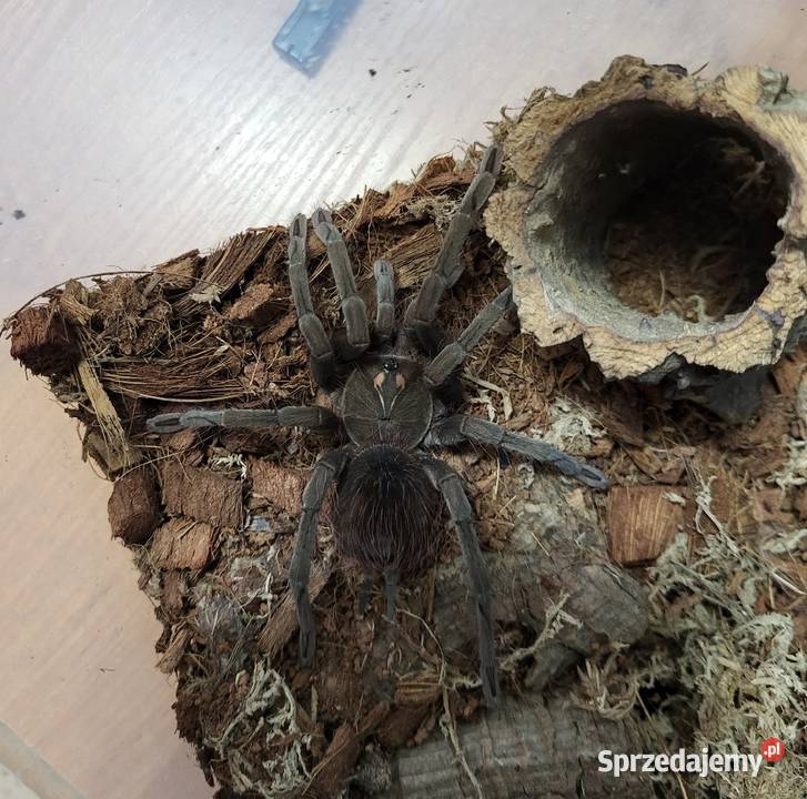 Ptasznik Pamphobeteus sp machala samiec 4DC