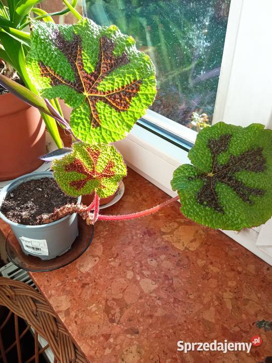 A może fiołka begonię Białystok