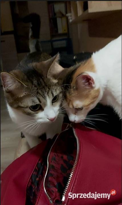 opieka kotem cat sitter Warszawa Ursynów