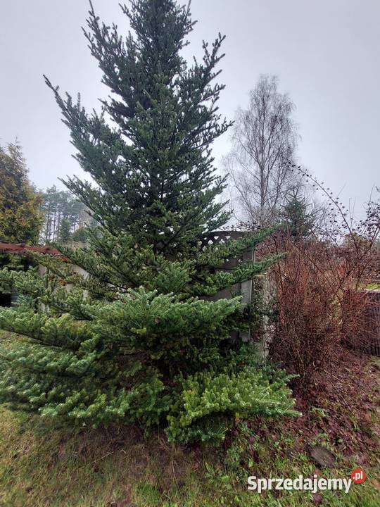 Choinki kujawsko-pomorskie Lniano