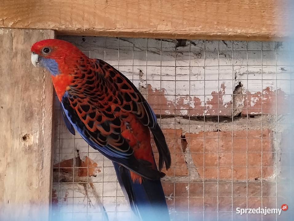 Rozella królewska samiec