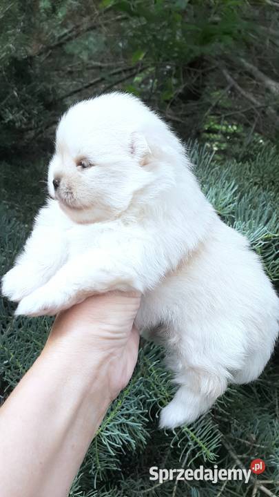 Szpic miniaturowy pomeranian miś Pabianice