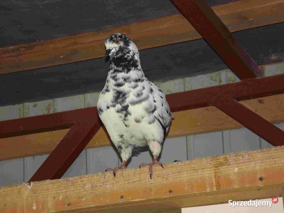 sprzedam gołębie Podborze