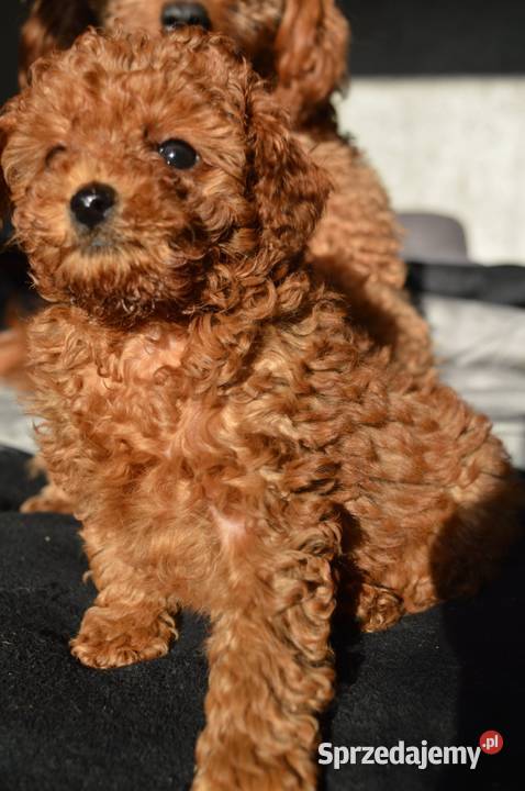 Pudel miniatura red suczkapiesek