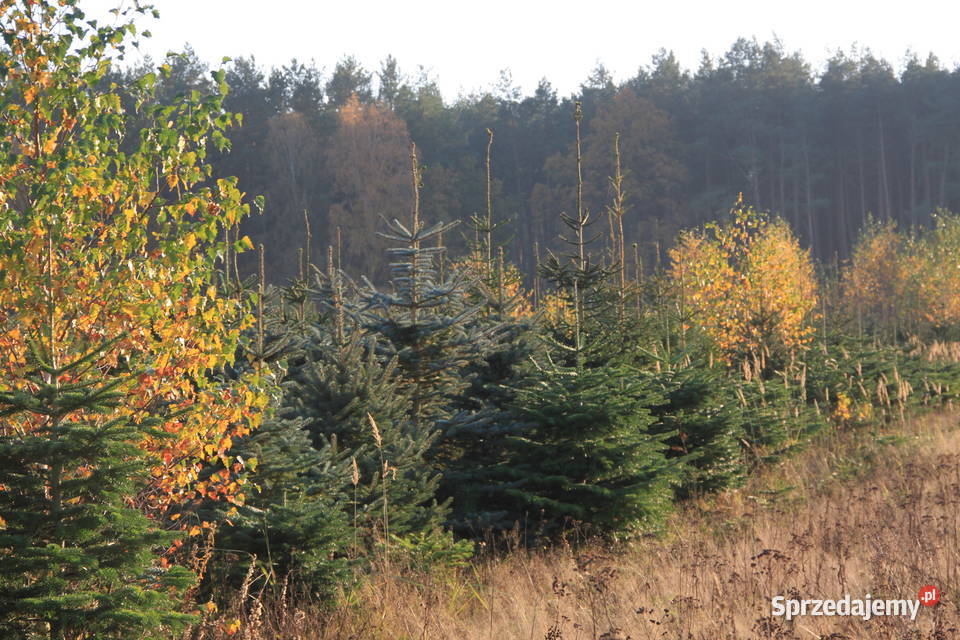 Świerk srebrny pospolity choinki plantacja Trzebieszewo