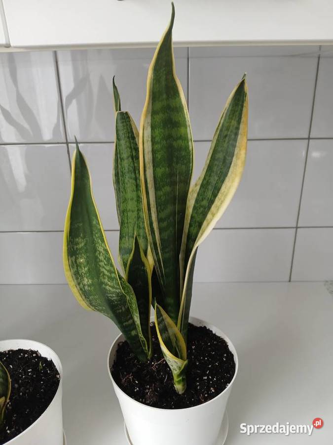 Sansewieria Futura Superba Sansevieria 57 Częstochowa
