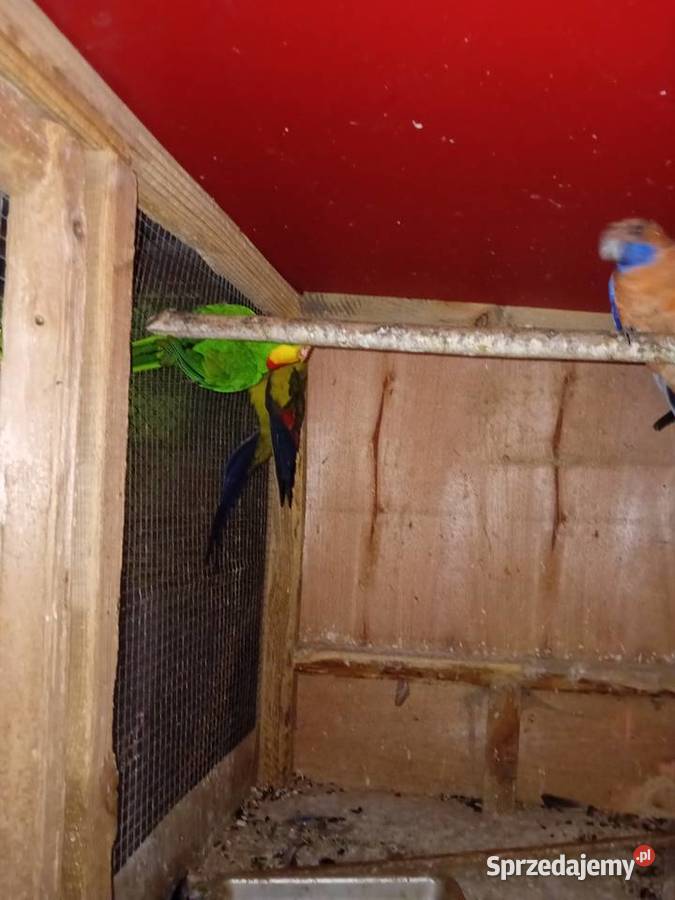 Papugi górskie barabande rozele królewskie sprzedam