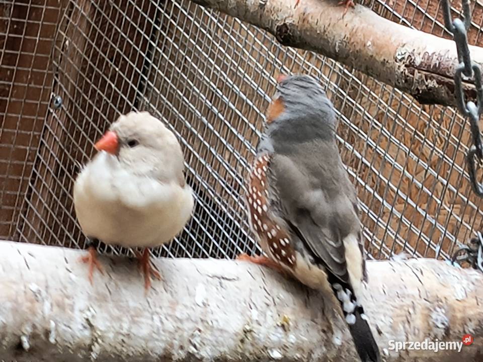Sprzedam zeberki Ptaki Pilawa