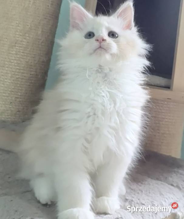 Maine Coon Śliczna Nemezis