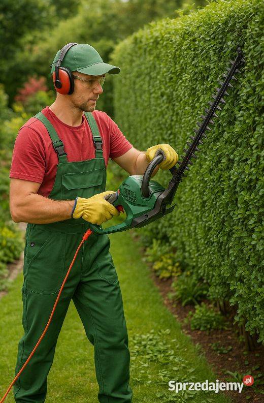 Usługi przycięcia żywopłotu tui skrócenia Wrocław