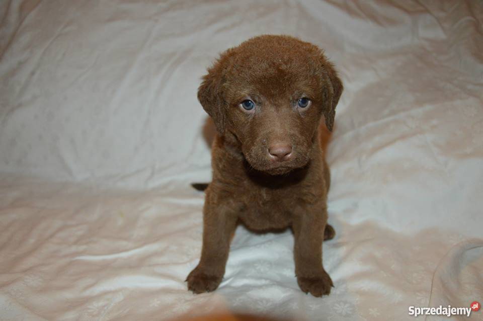 Chesapeake Bay Retriever Katowice
