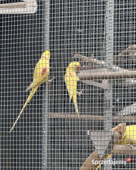 Aleksandretta Wielka Lutino Samiec Ptaki Jędrzejów