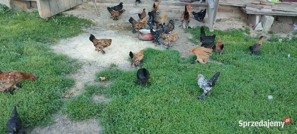 Jajka lęgowe karzełka liliput Tokarówka