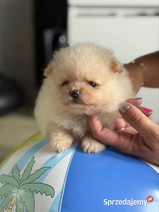 Szpic miniaturowy pomeranian dziewczynka Szpic miniaturowy Gliwice sprzedam