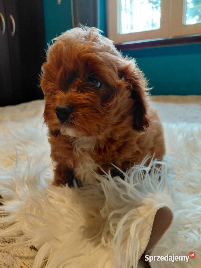 Cavapoo piesek Wyszków