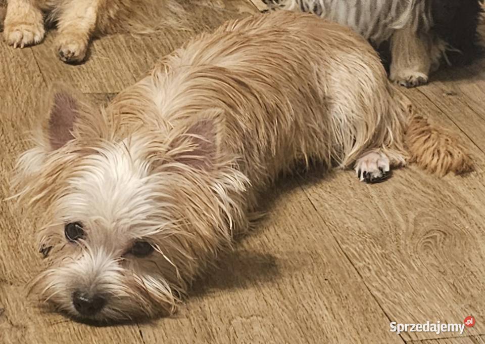 Yoreczka mała blondyneczka sprzedam