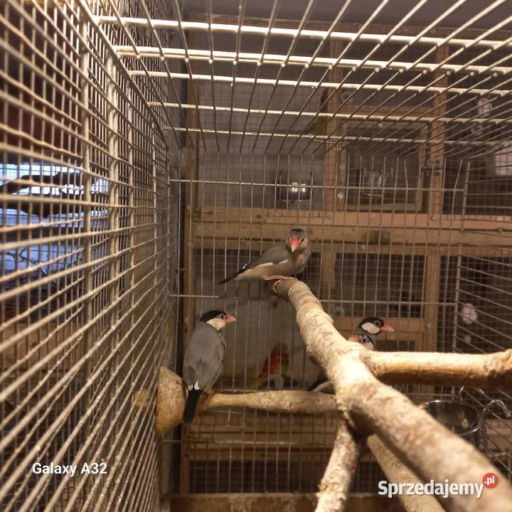 Ryżowce siwe z 2025r mazowieckie