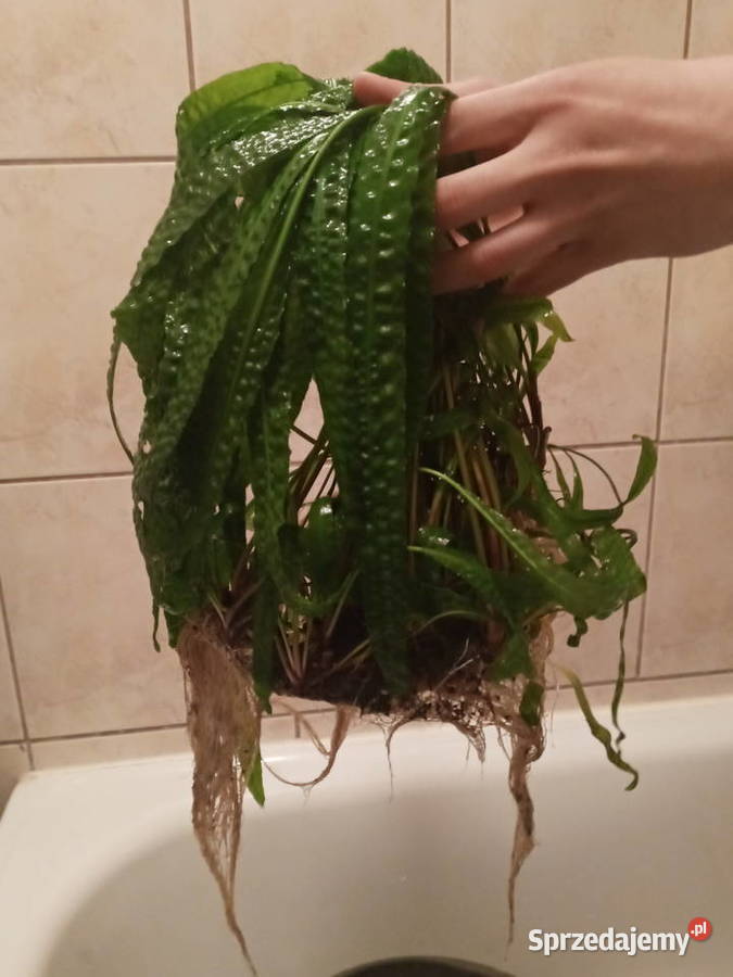 Sprzedam akwarium warmińsko-mazurskie Orneta