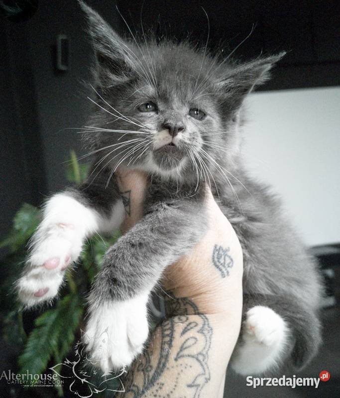 Niebieski kocurek Maine Coon FPL FIFe WCC