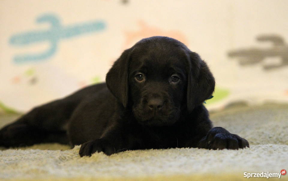 Labrador Retriever czarne i czekoladowe dolnośląskie Poniatowice sprzedam