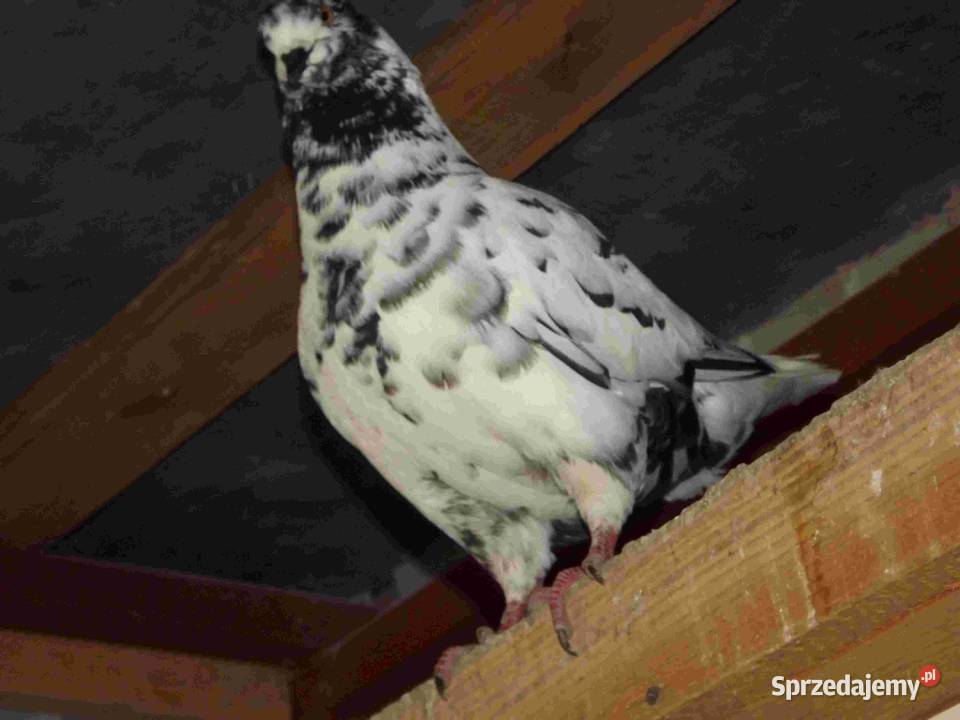 sprzedam gołębie Podborze