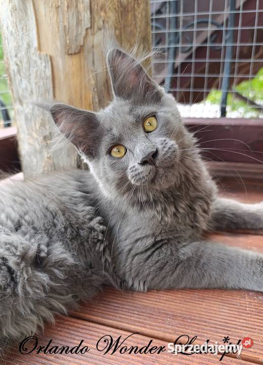 Niebieski Maine Coon FPL Gdańsk sprzedam
