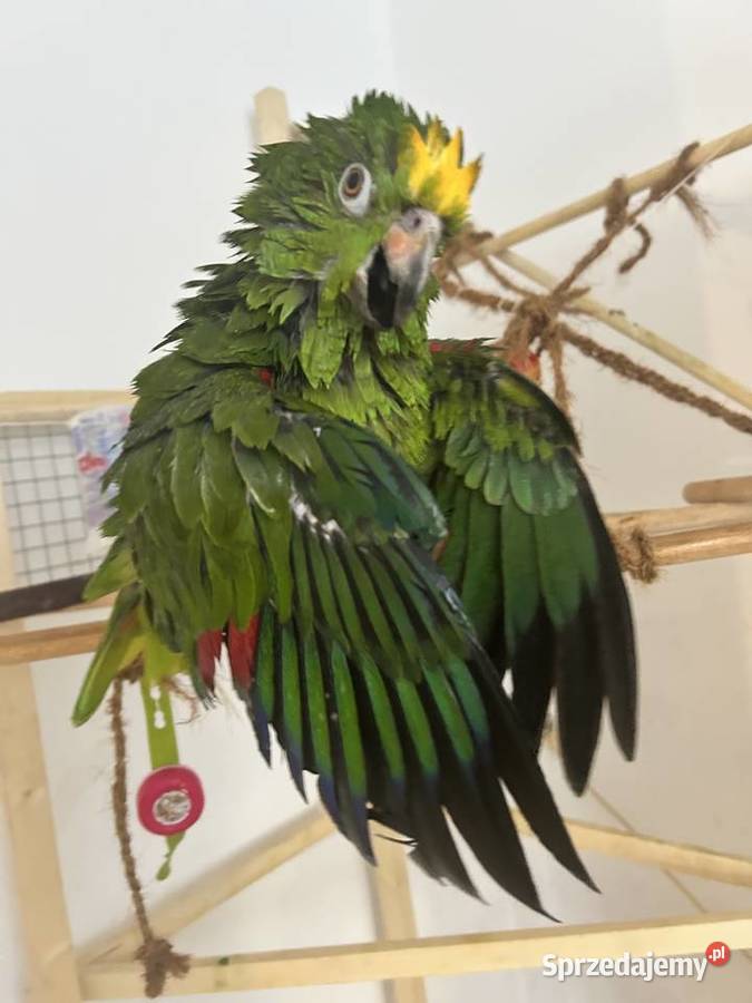 Amazonka żółtogłowa papuga