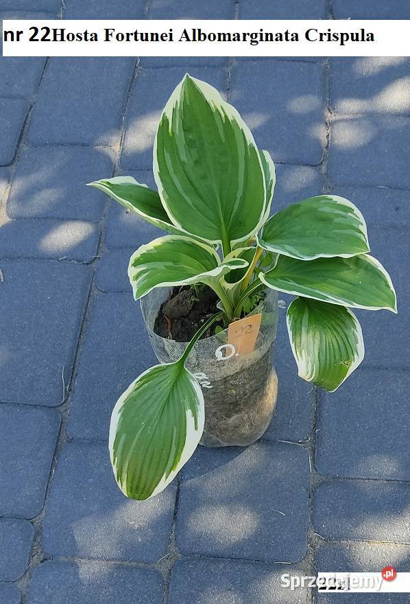 Hosta Stiletto Rabatowe Opole