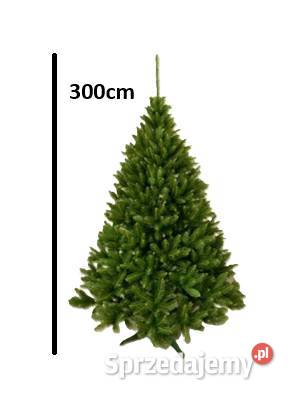 Ch Świerk Kaukaski 300