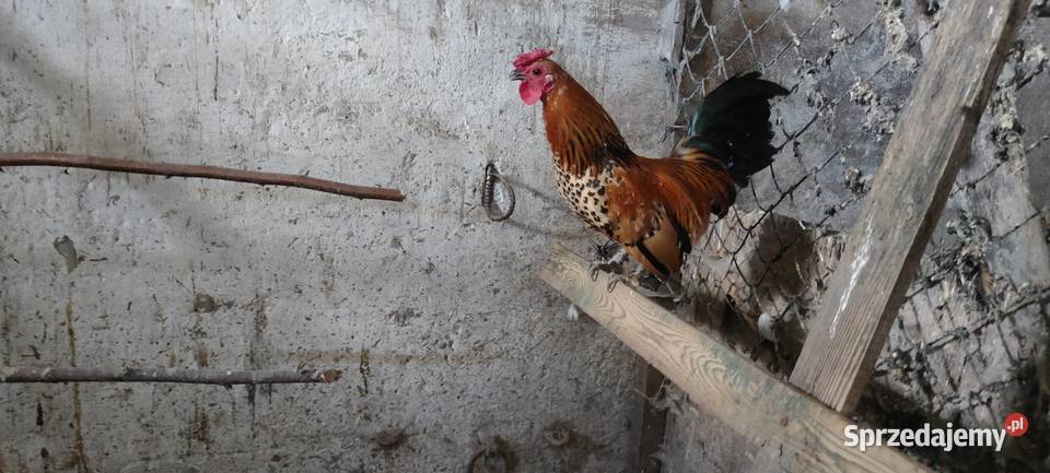 Sprzedam koguty kolorowe lubelskie Tokarówka
