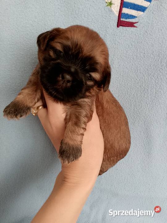 Piękny piesek rasy ShihTzu Opole