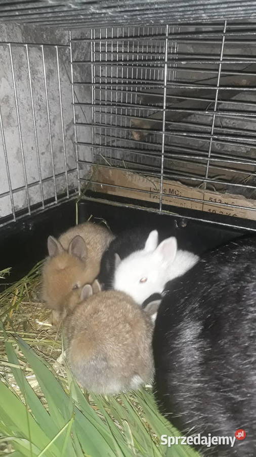 Kroliki teddy małopolskie Szczucin
