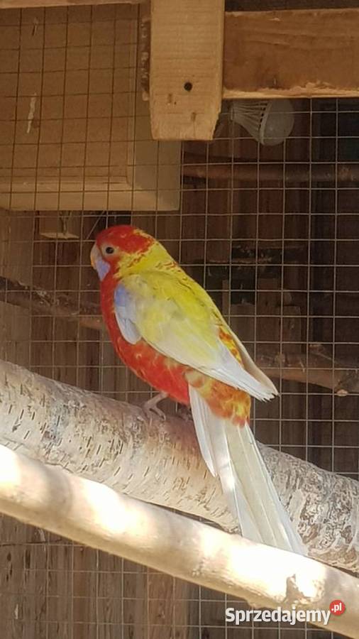 Rozella królewska Stare Babice