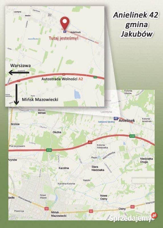 Choinki świerk srebrny Iglaste mazowieckie Warszawa