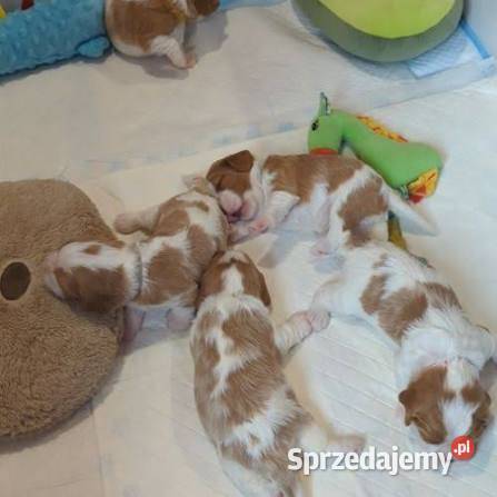 Cavalier King charles spaniel suczka Cavalier King Charles Spaniel
