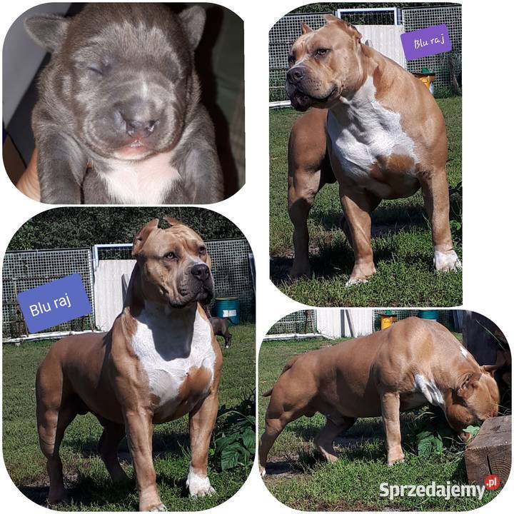 Amstaff Reproduktor Dęblin